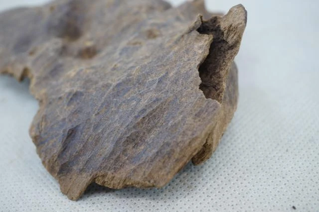 Old Huian Thick Shell 25.48g