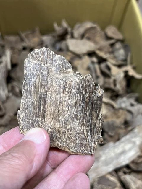 Wild Hong Kong Agarwood Pieces