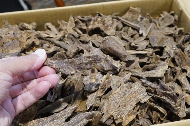 Vietnamese Hoi An Old Shell Agarwood per gram