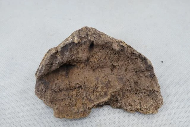 Old Huian Thick Shell 25.48g