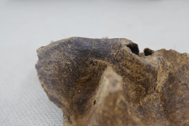9.63g of Hong Kong agarwood