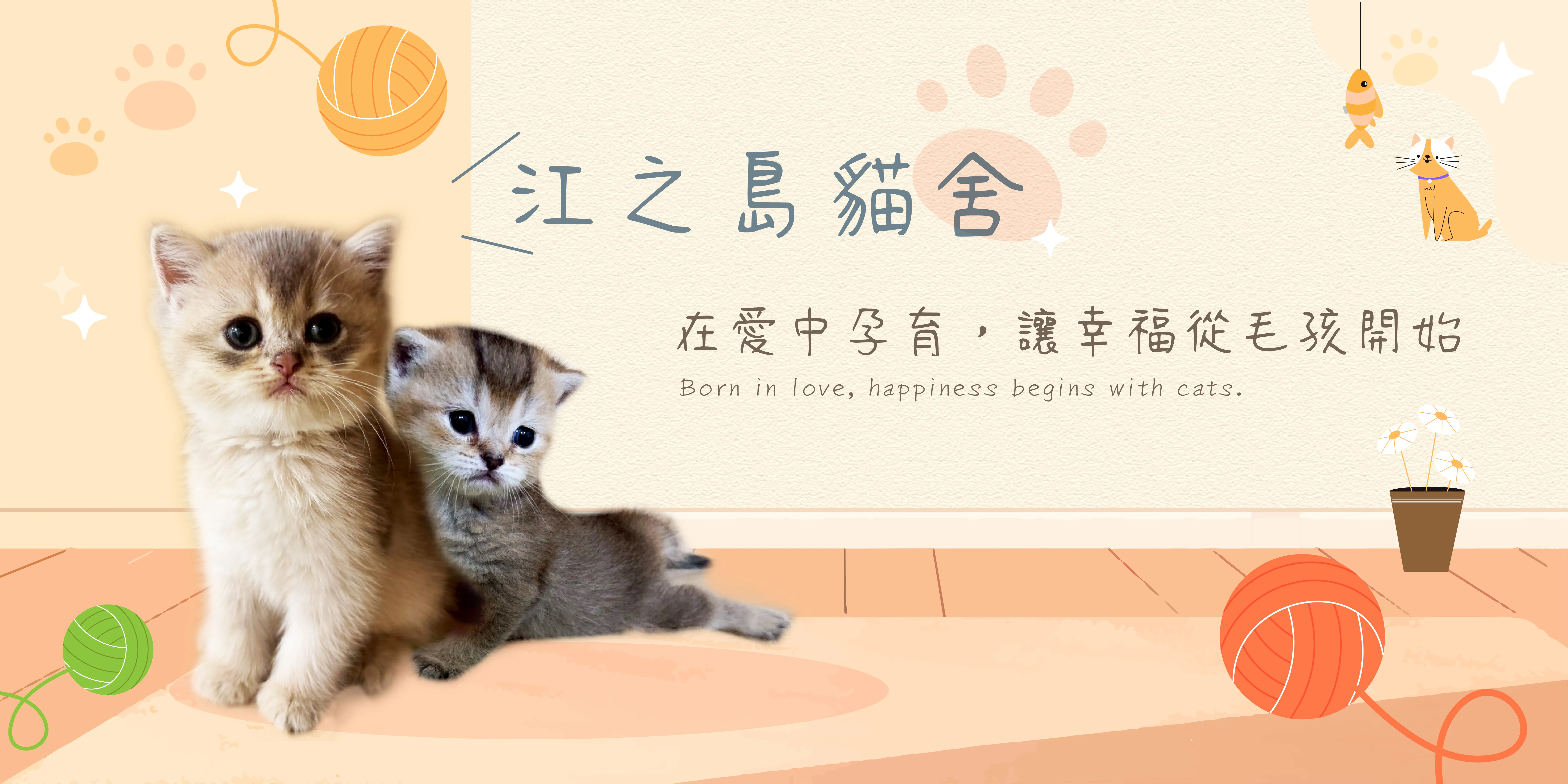 江之島貓舍-貓舍,貓舍推薦,台北貓舍,板橋貓舍推薦