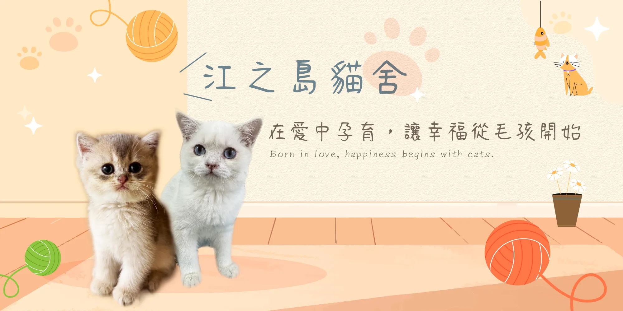 江之島貓舍-貓舍,英短貓舍,台北貓舍,板橋英短貓舍