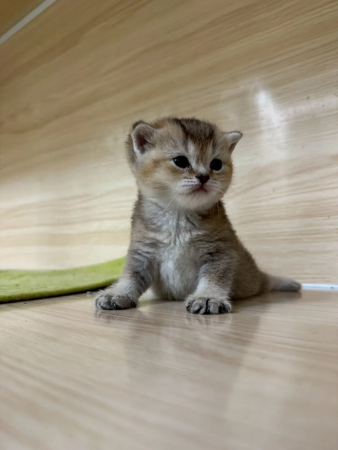 貓咪知識百科