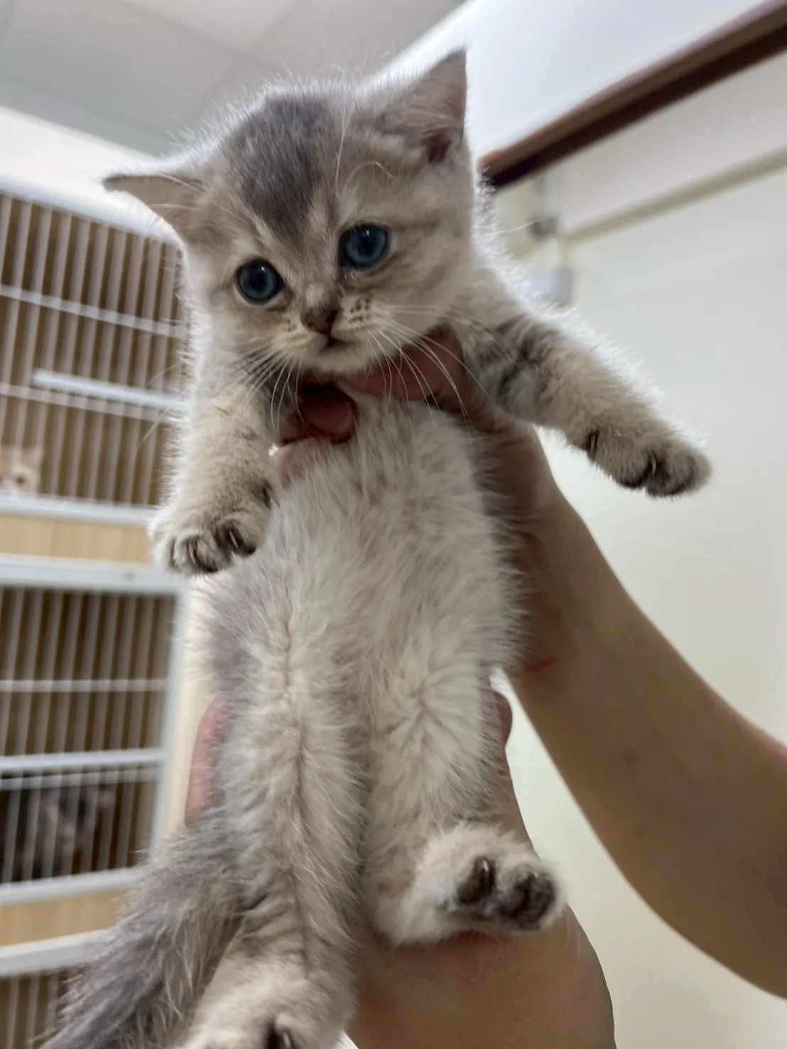 有家小貓的喵