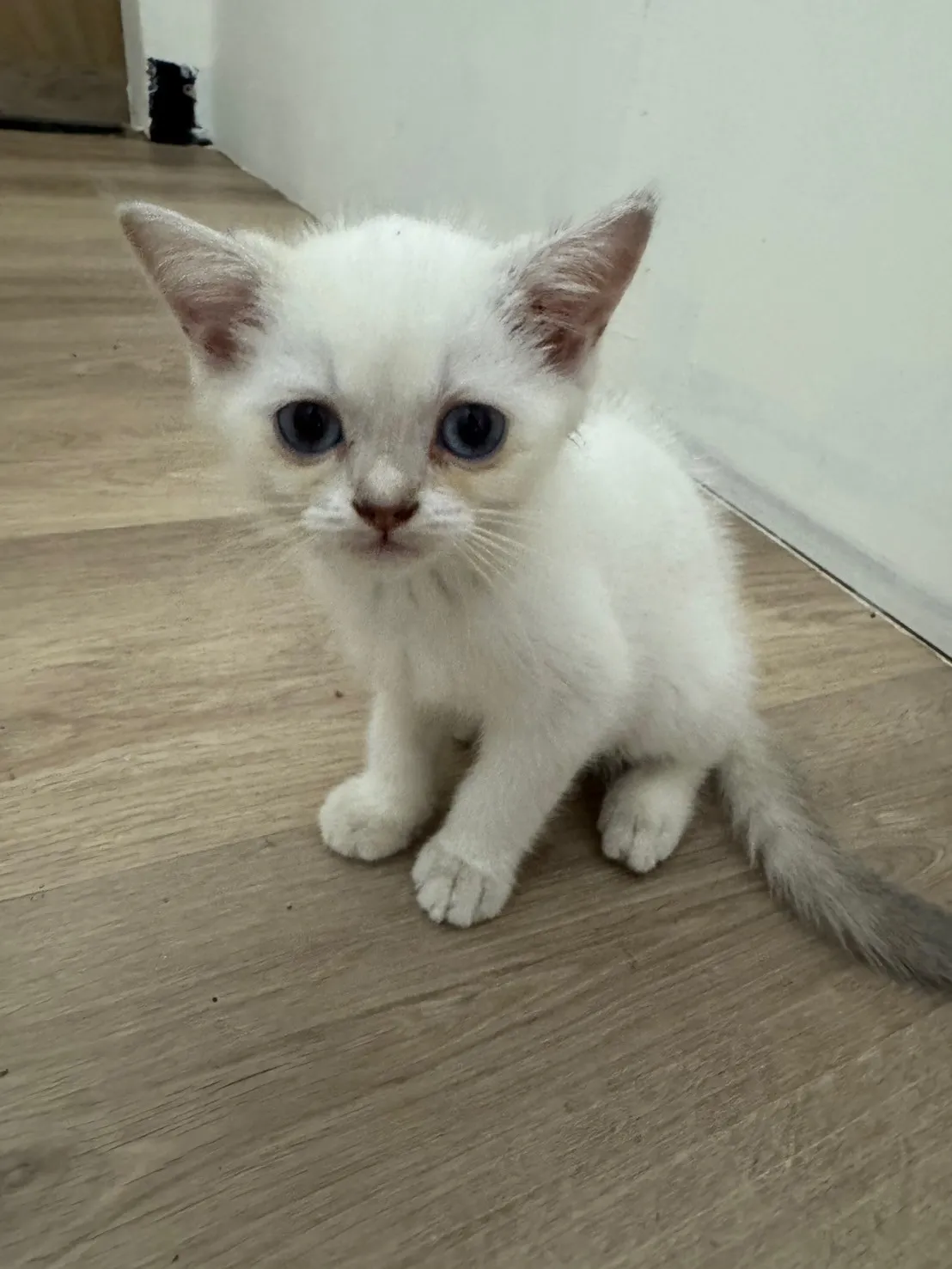 cattt
