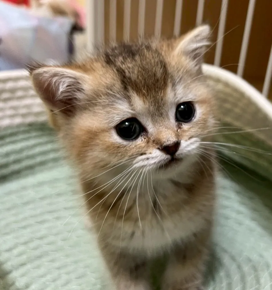金漸層