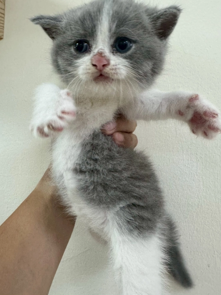 小貓慵懶照