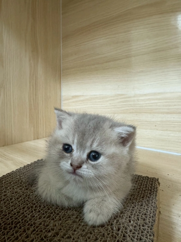 慵懶的小貓