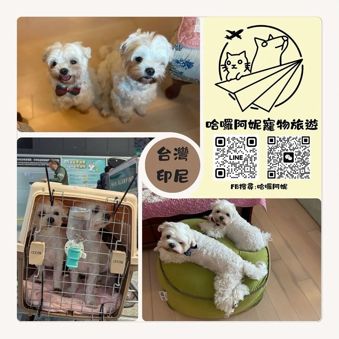 Professional pet immigration agency - Taiwan to Indonesia