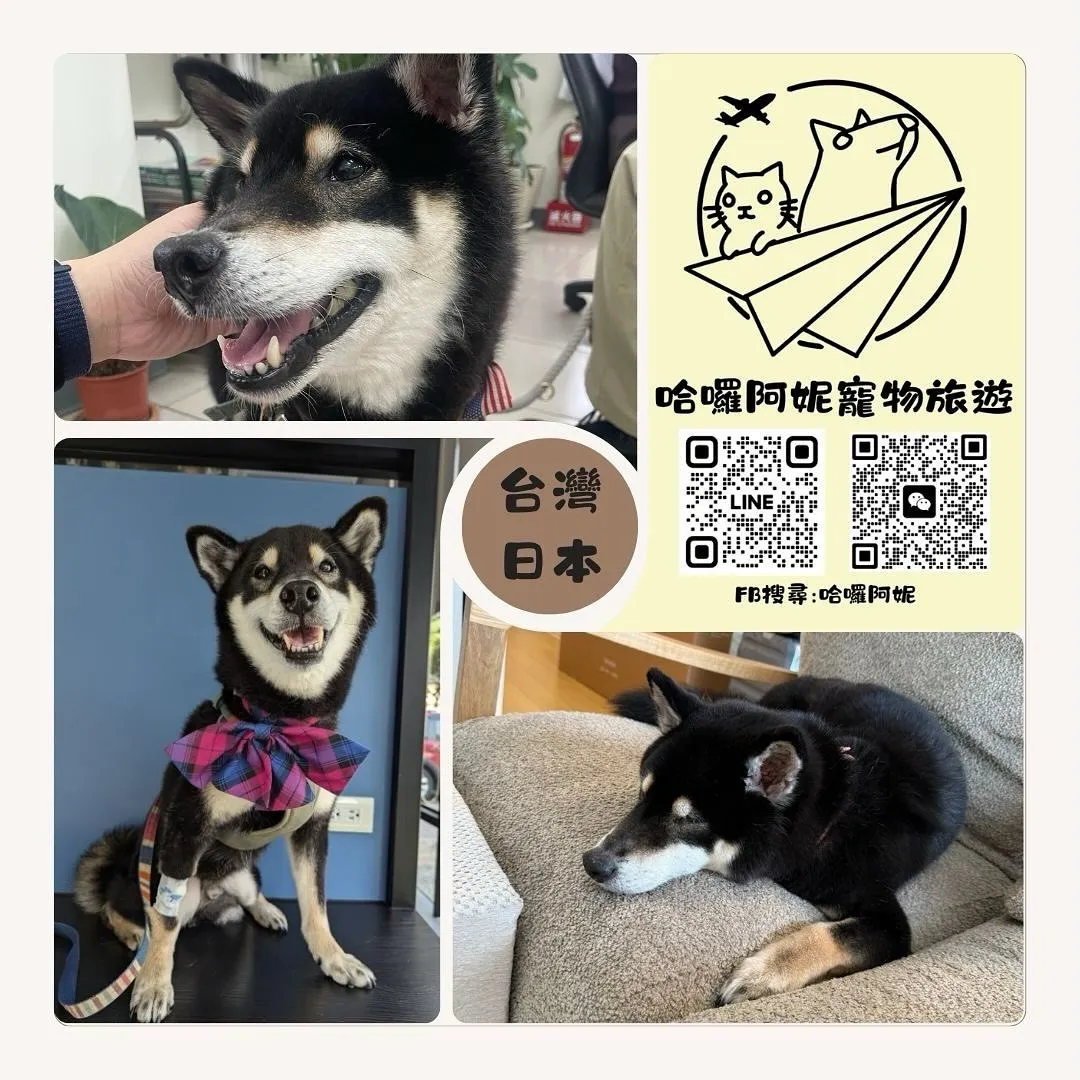 Professional pet immigration and travel agency services from Taiwan to Japan