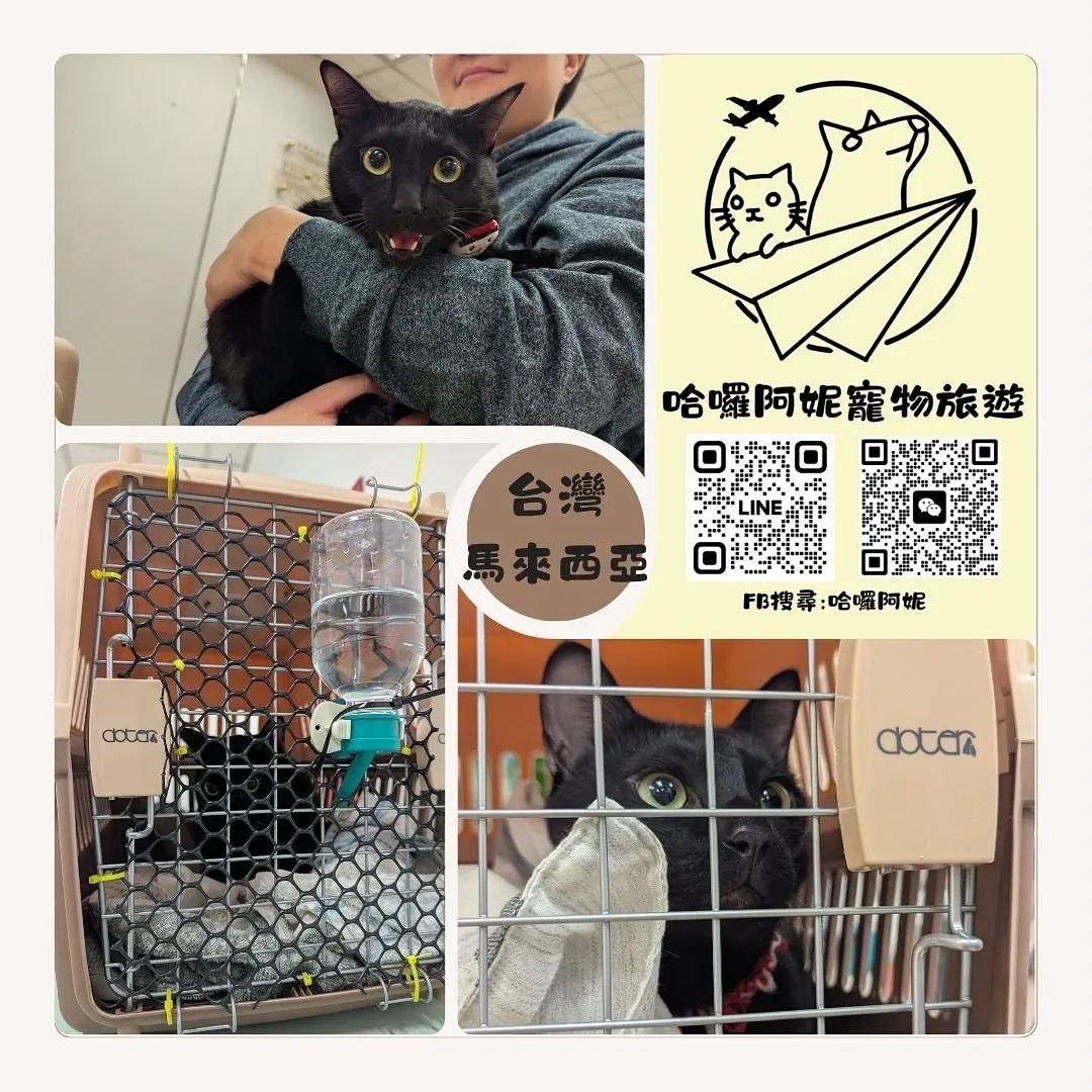 Professional pet immigration and travel agency: Taiwan to Malaysia