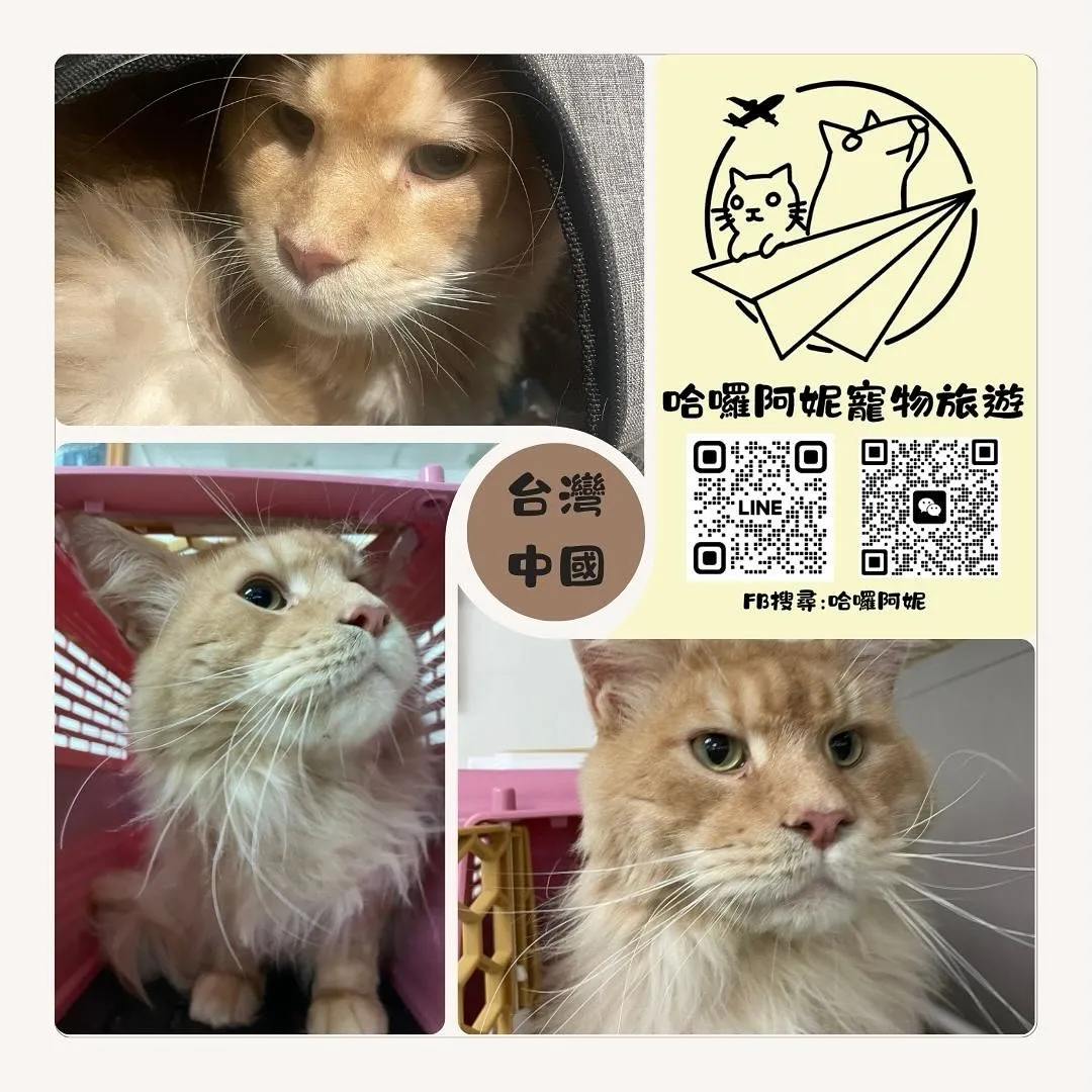 Professional pet immigration and travel agency services from Taiwan to China