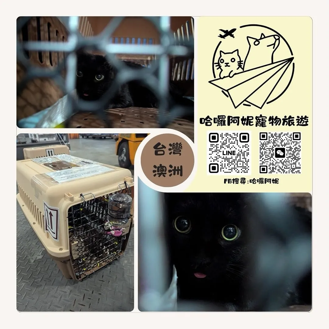 Professional pet immigration and travel agency: Taiwan to Australia