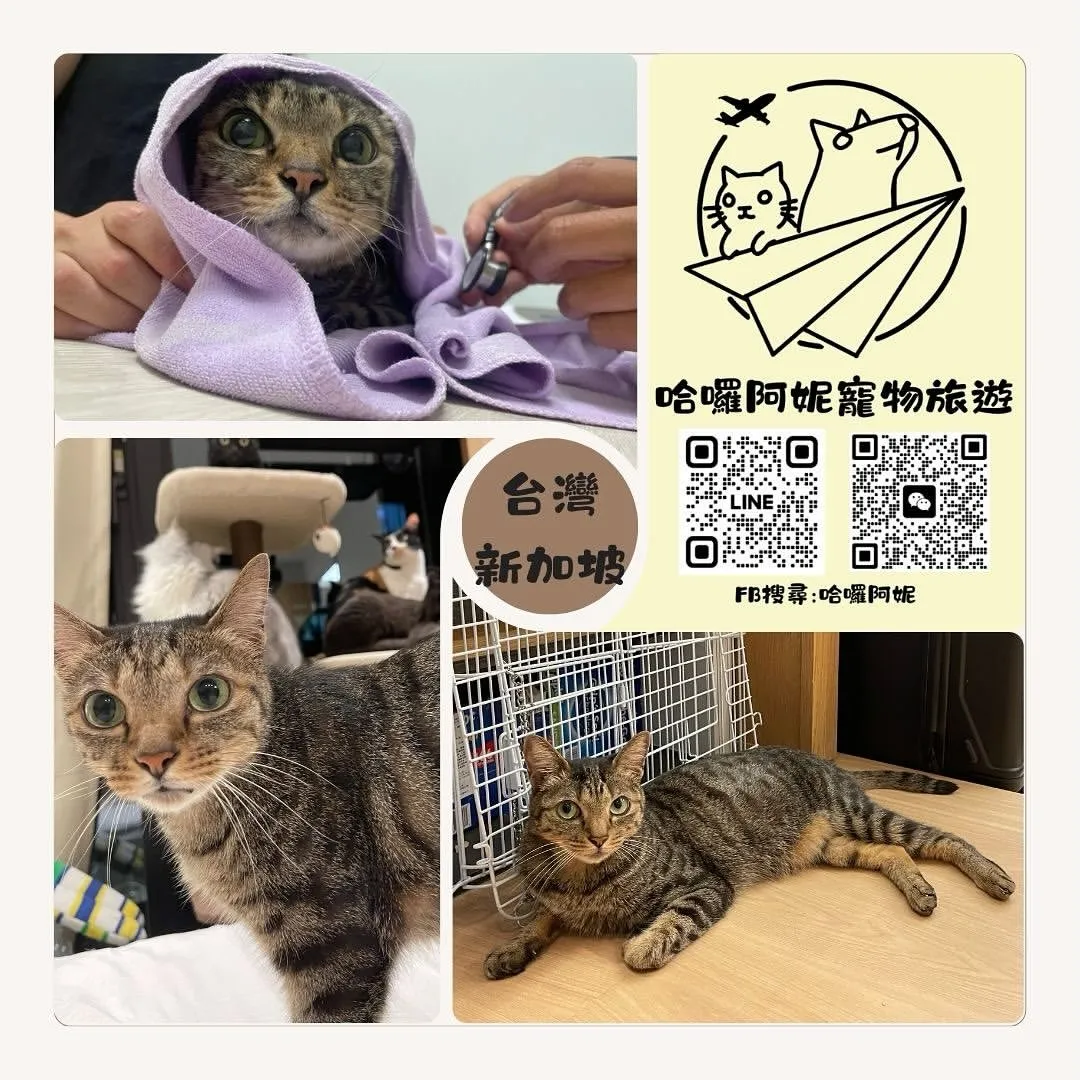 Professional pet immigration agency: Taiwan to Singapore