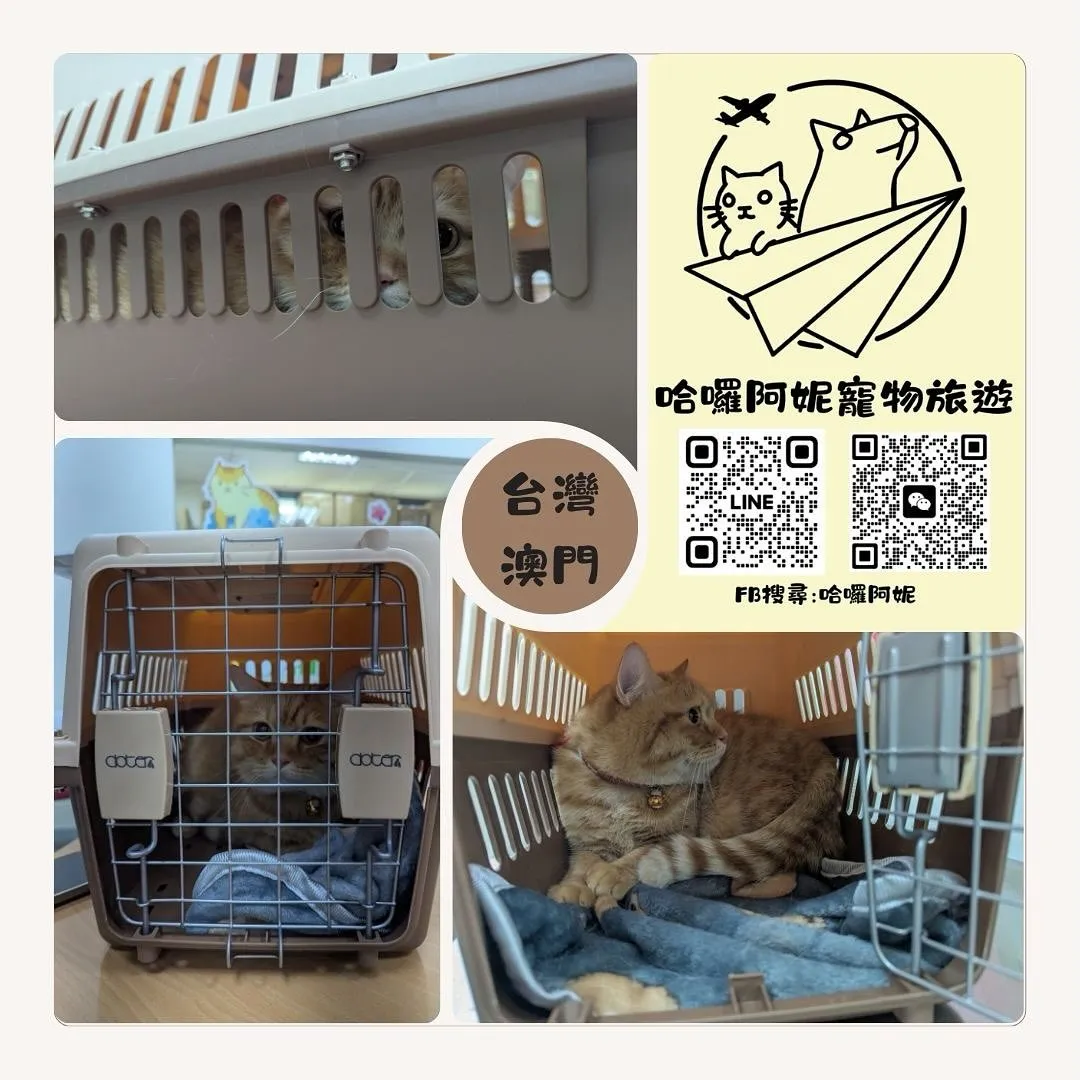 Professional agency for cat immigration from Taiwan to Macau