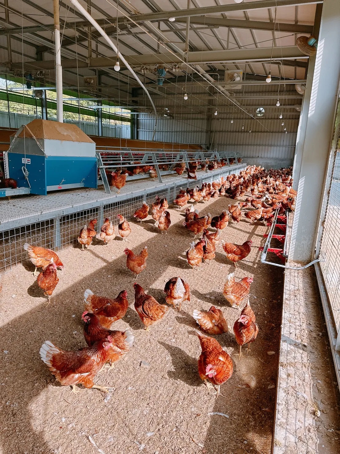 【台中限定】友善飼養福享蛋10入/盒