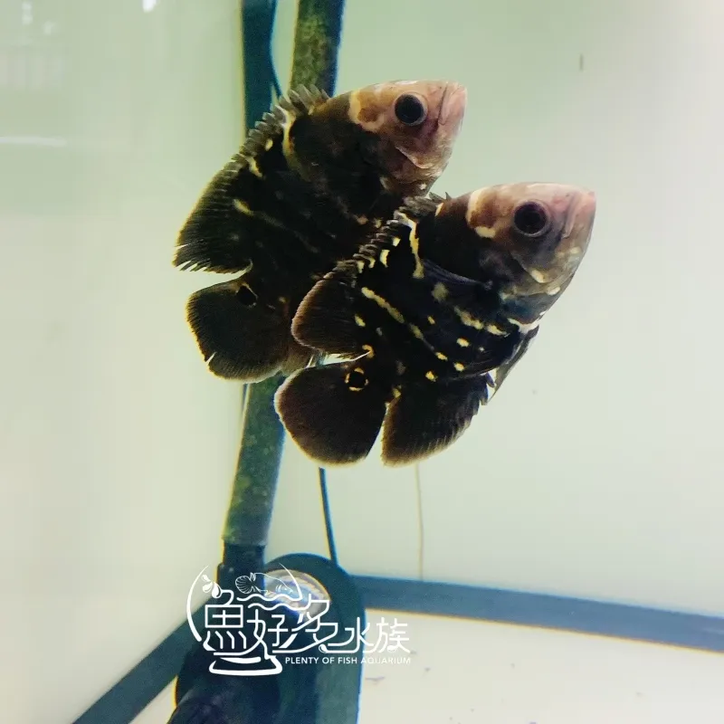 新入庫!!  野生巴西大黃蜂花豬(花豬界的邁巴赫)