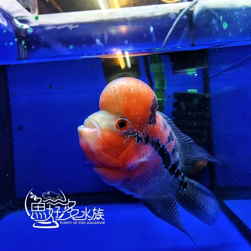瑪瑙花羅漢新到庫