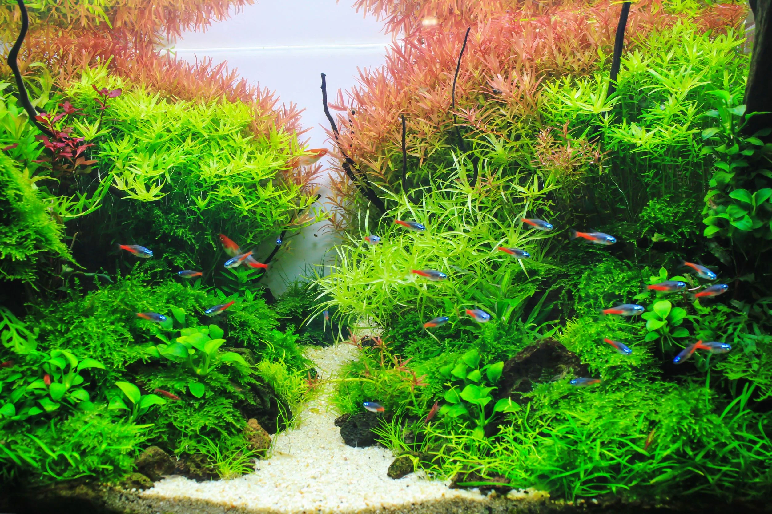 客製化魚缸真的比較好嗎？為什麼越來越多人選擇訂製水族空間？