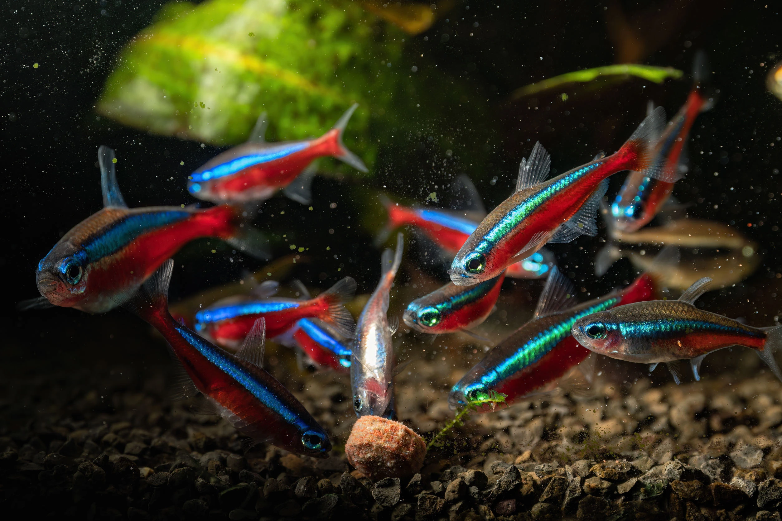 為什麼你的魚一直養不活？問題可能不是魚，而是魚缸環境！
