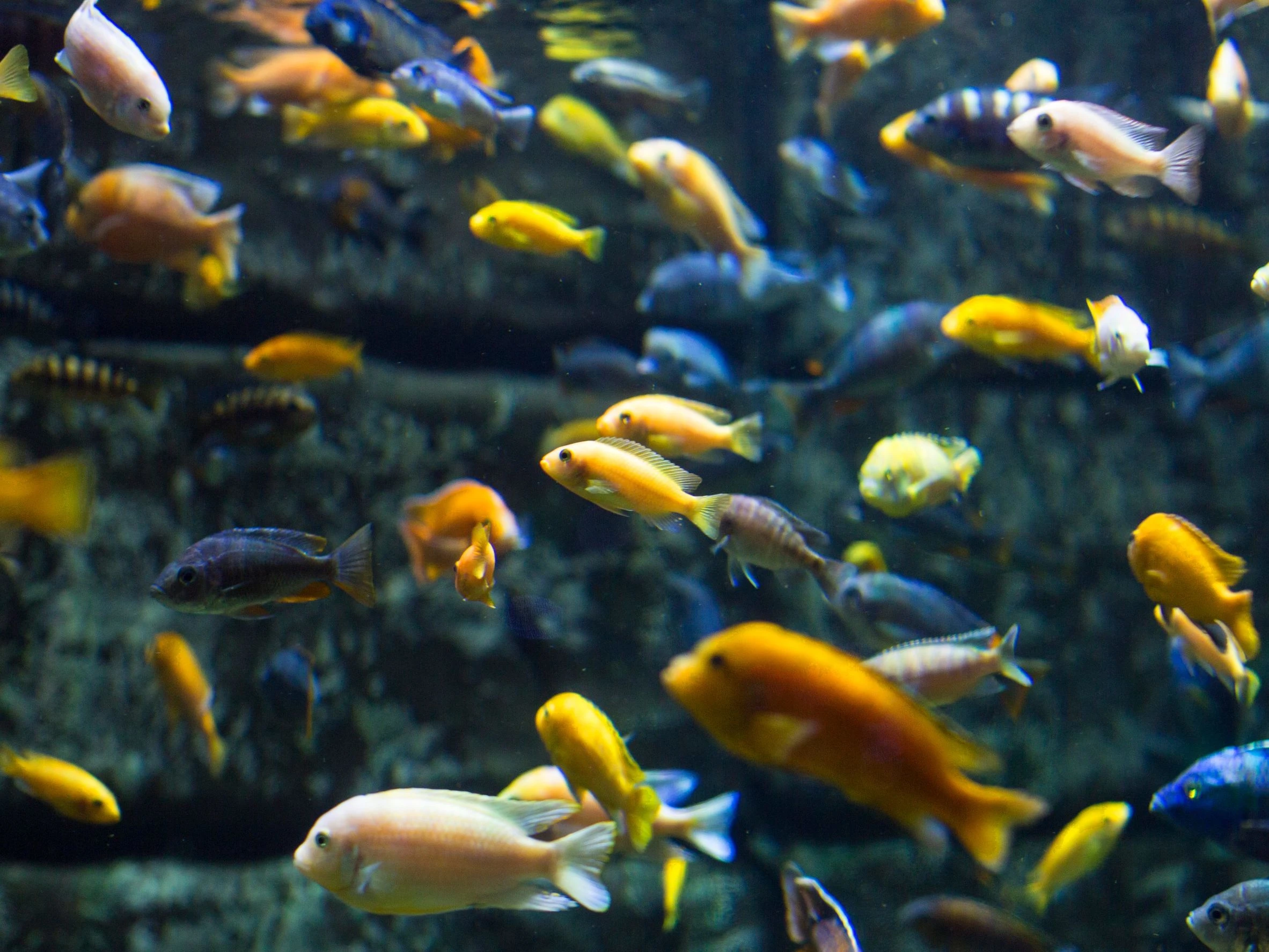 新手養魚該從什麼魚開始養？第一次養魚必看的入門指南！