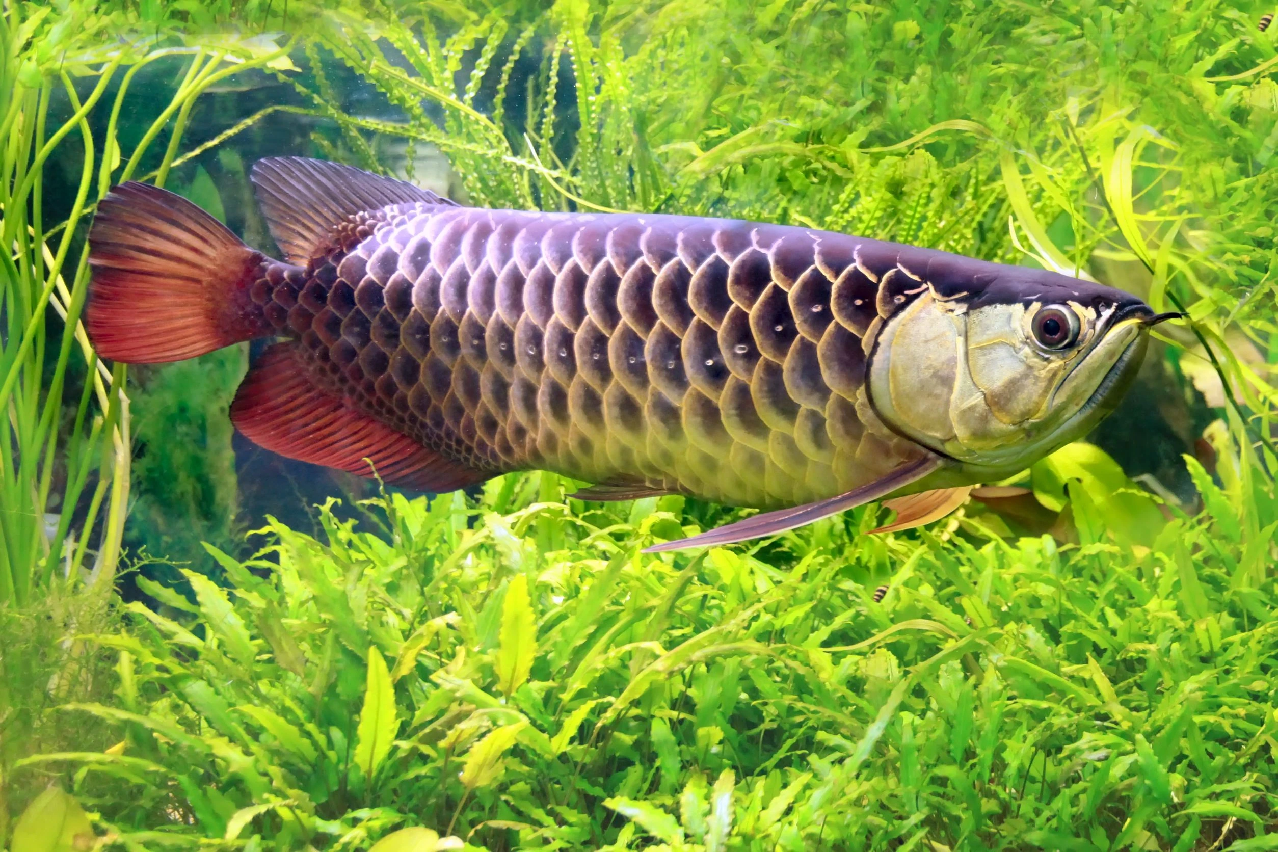 為什麼魚一直死掉？90%養魚新手都忽略了這個關鍵！