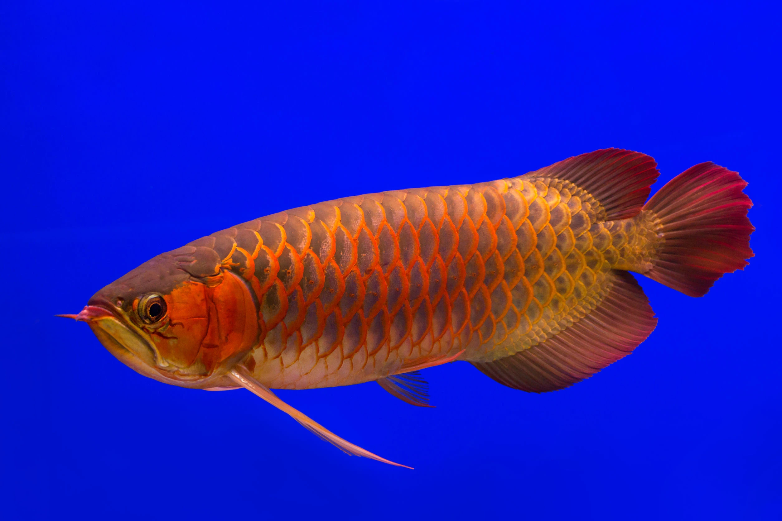 養魚一定要打氣嗎？搞懂魚缸氧氣來源，新手養魚不再踩雷！