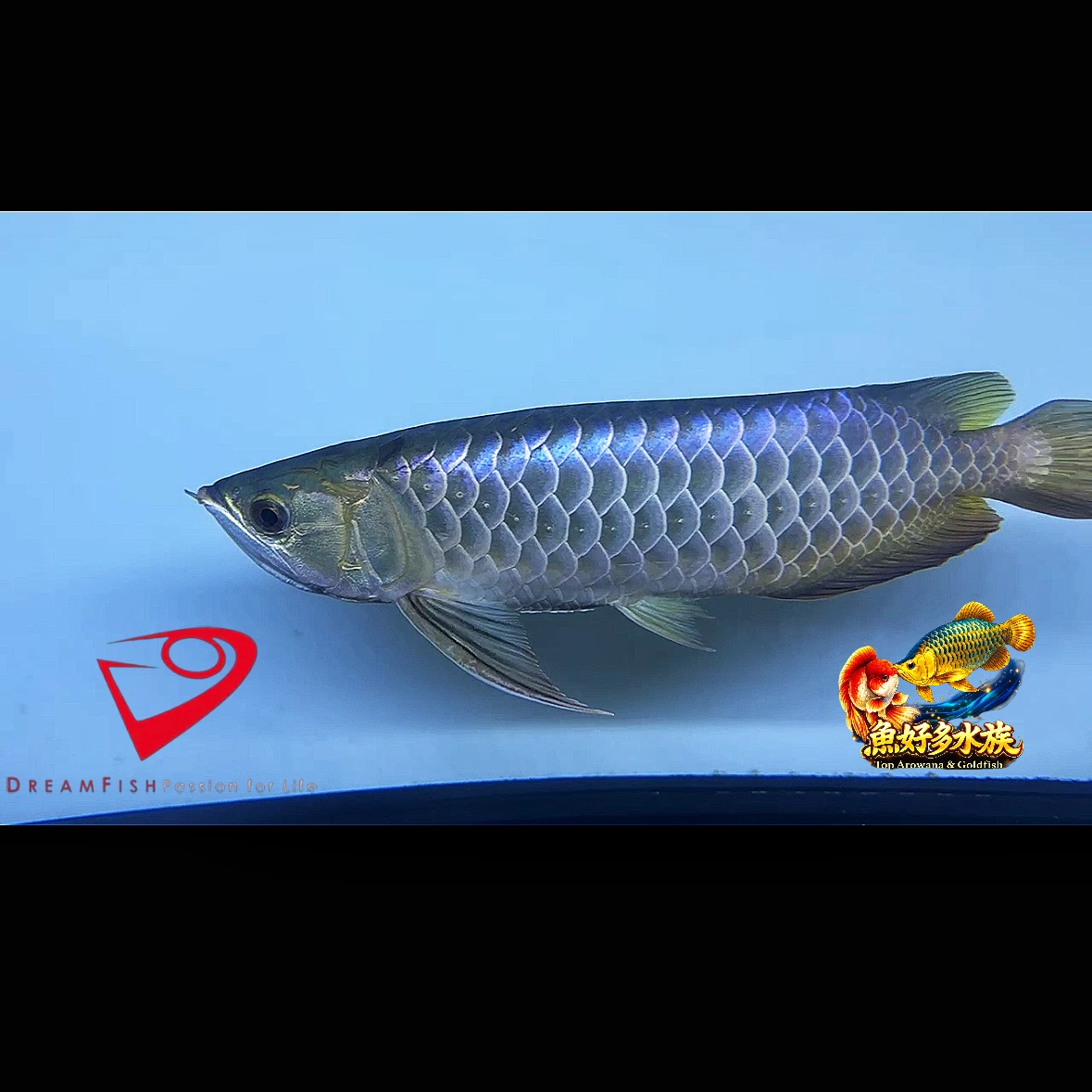 Dream Fish PURE Wild Blue 古典藍底過背金龍