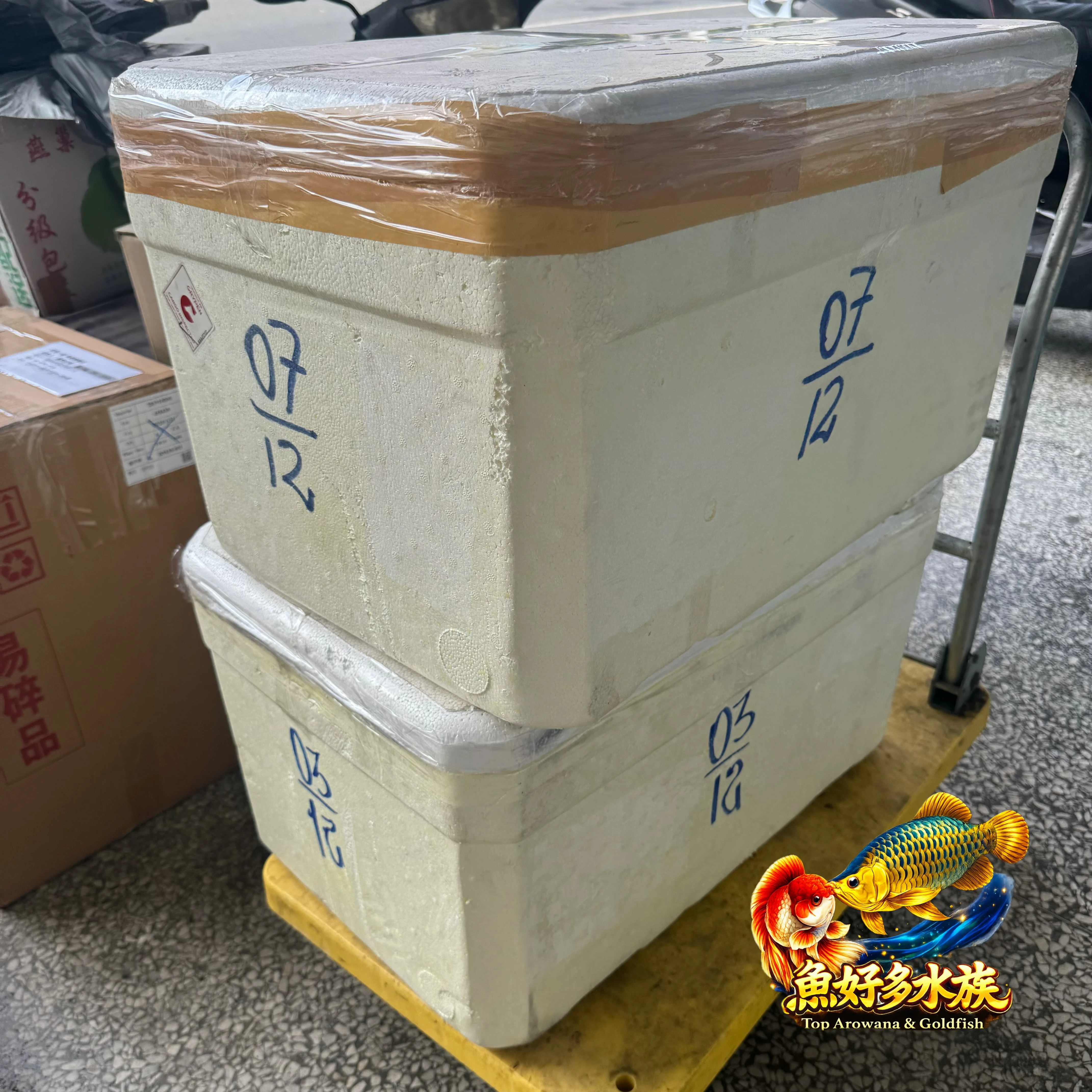 魚尋知己，人遇有緣。  老撾藍吉羅售出 感謝台北魚友慧眼收藏。