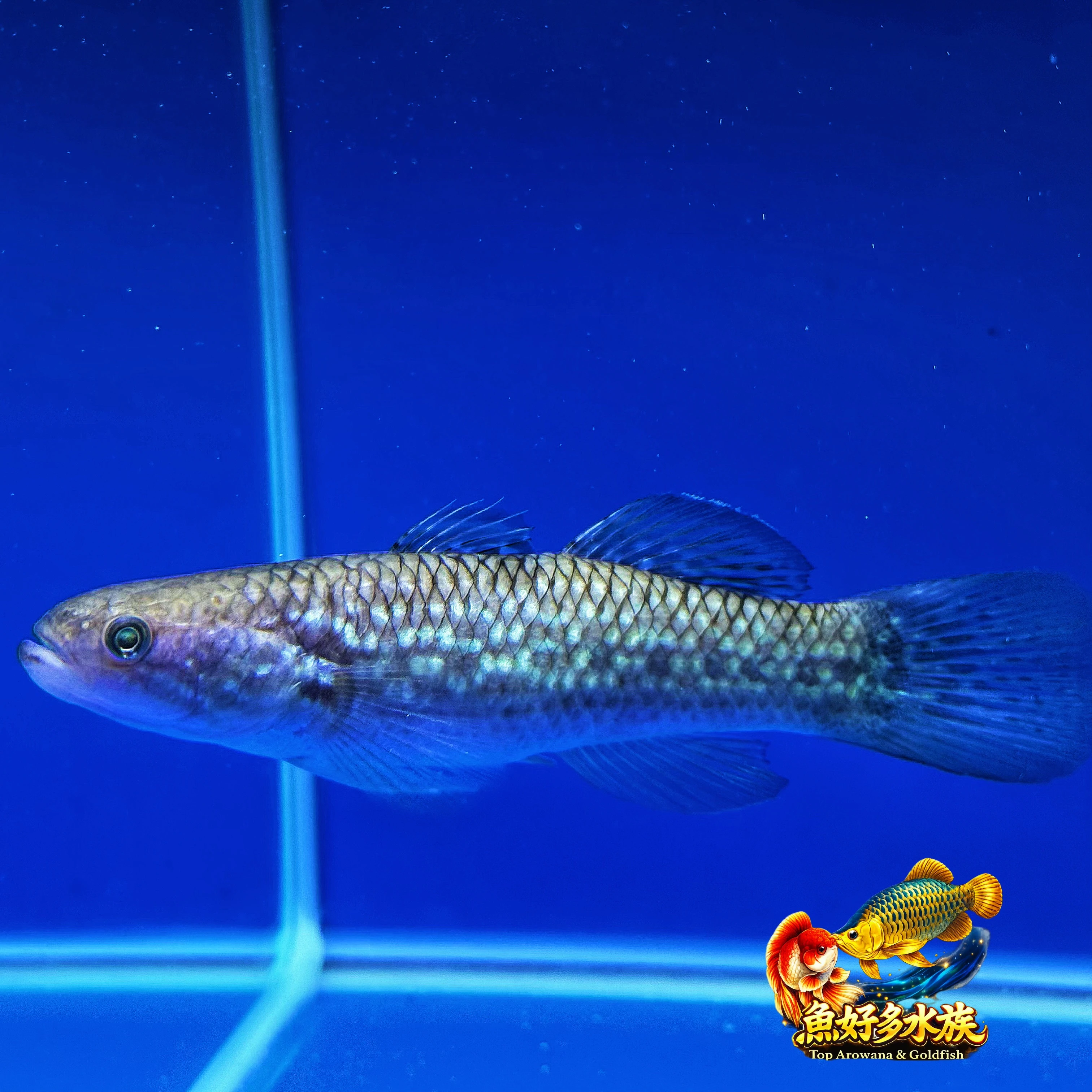 銀河彩塘鱧｜高端珍稀特殊魚種  滿身銀藍星點，如夜空銀河灑落魚身。 獨特體色、稀有進口量，加上霸氣的掠食者氣息，讓牠成為珍稀魚玩家爭相收藏的夢幻逸品。 不是每一次進貨都有，遇見喜歡的，值得收藏。 ✨?  銀河彩塘鱧因全身布滿銀藍色亮點而有「