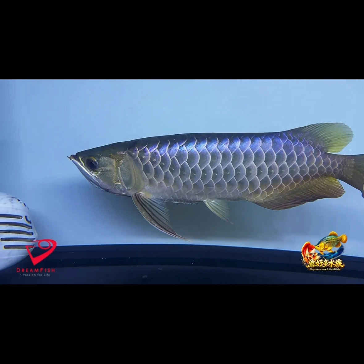 Dream Fish PURE Wild Blue 古典藍底過背金龍  深邃藍底襯托金質光澤， 展現古典過背獨有的沉穩韻味。  金框完整、底色乾淨， 越看越有層次的耐看型個體。  嘴部一側龍鬚有斷鬚瑕疵，已反映於售價，如實標示，除外觀影響外