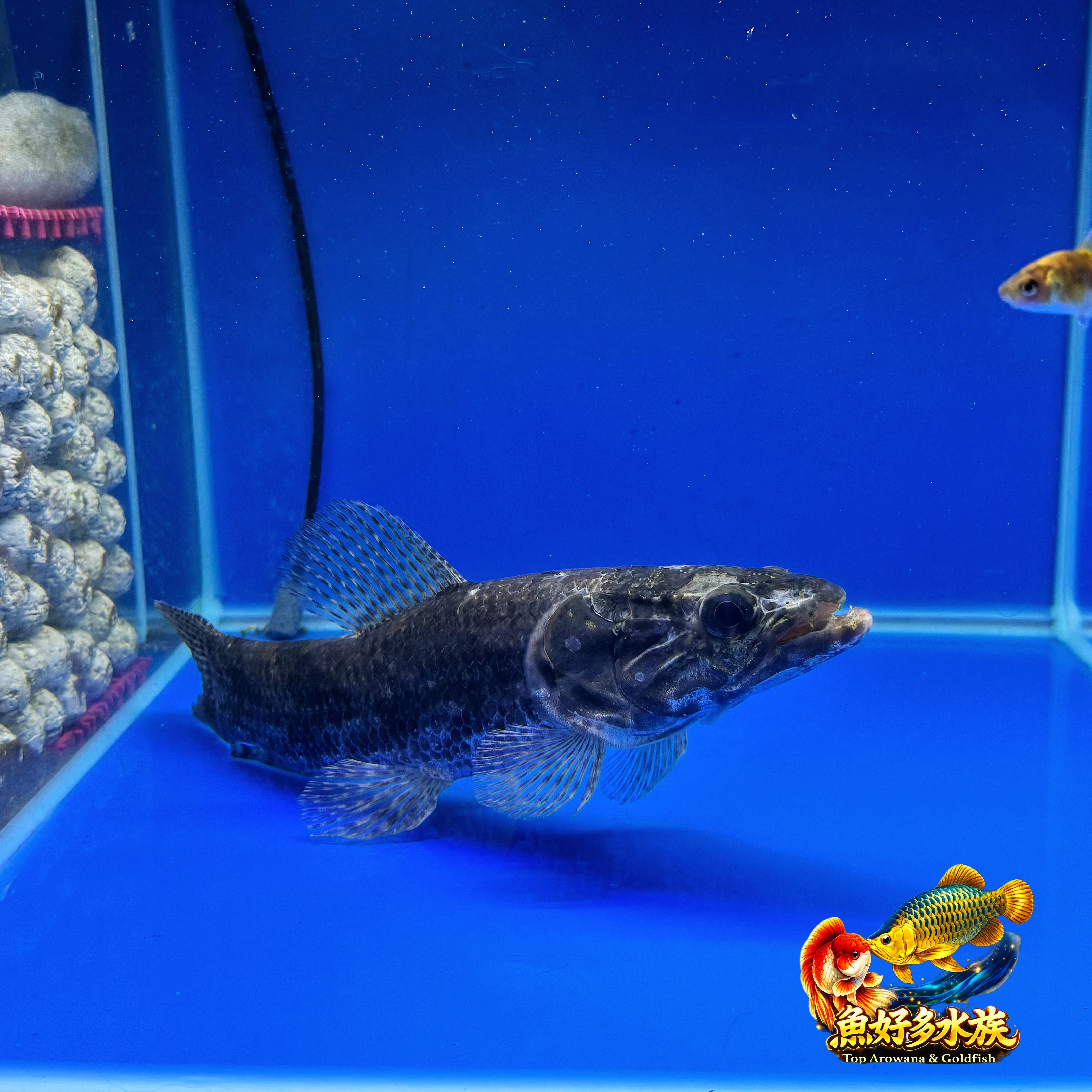 蘇利南 Aimara 亞瑪拉牙魚  來自南美洲原始河域的頂級掠食者， 霸氣體型搭配招牌利齒，展現最純粹的野性魅力。  不靠華麗色彩吸引目光， 而是用氣勢征服玩家。  是大型掠食缸中極具代表性的夢幻魚種之一。