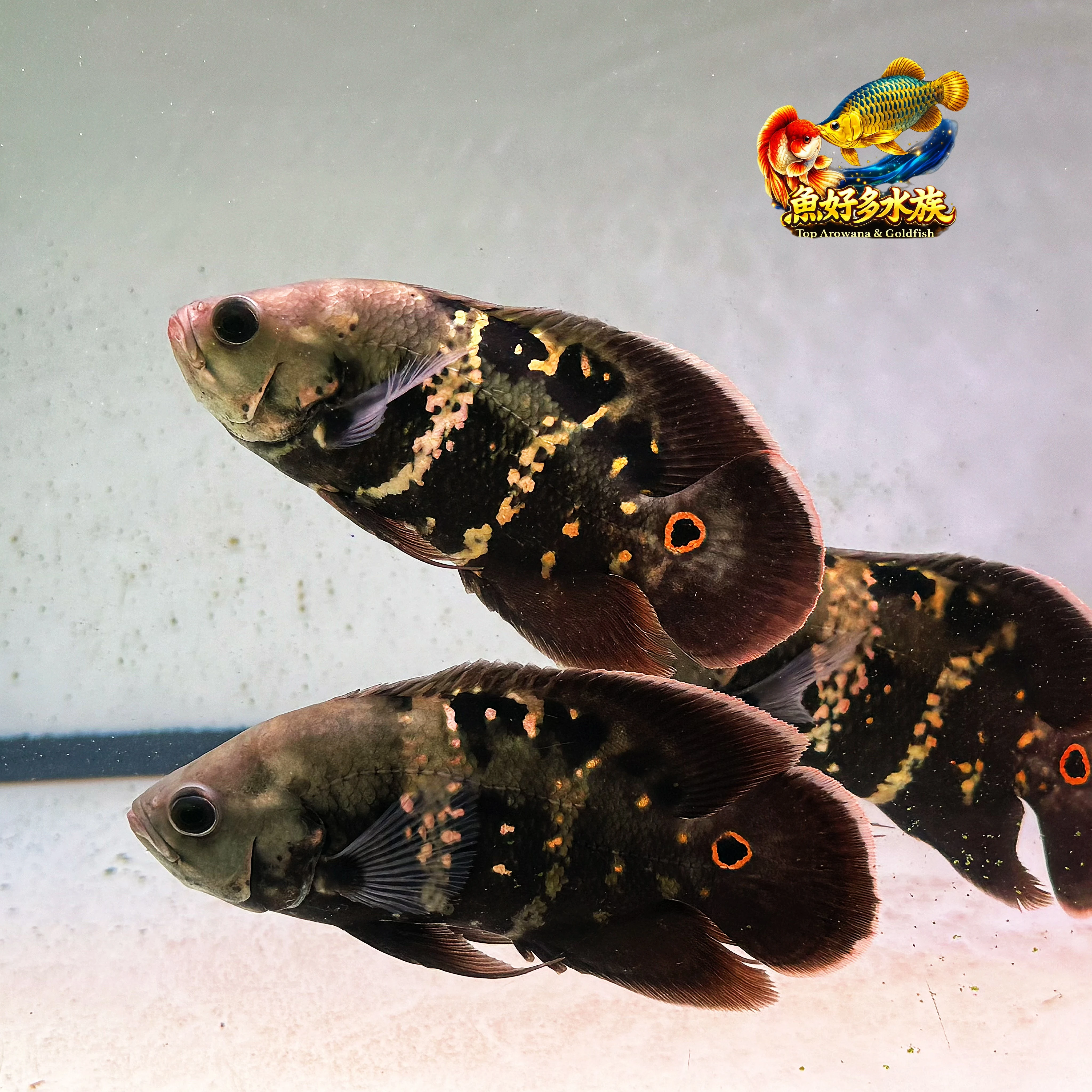 花豬界的邁巴赫 ，魚好多水族｜手挑精品收藏級個體  ✨ 精品級 野生巴西大黃蜂花豬 ✨， 來自巴西原產地的野生大黃蜂花豬， 野性紋路與霸氣體態的完美結合。 猶如花豬界中的王者存在。  無論觀賞性或收藏價值， 都屬花豬中的頂尖級別。