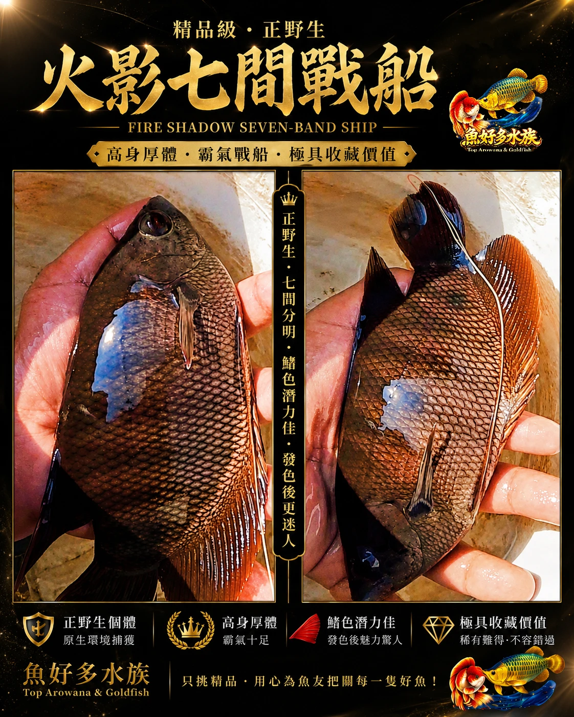 精品級珍稀個體｜正野生火影七間戰船，來自印尼加里曼丹原生水域，  正版火影血統、紅鰭潛力、高身厚體， 搭配古銅金屬色澤與立體鱗框， 展現出野生個體獨有的霸氣與質感。 正是火影七間戰船最迷人的核心魅力。  隨著飼養時間與狀態提升， 背鰭