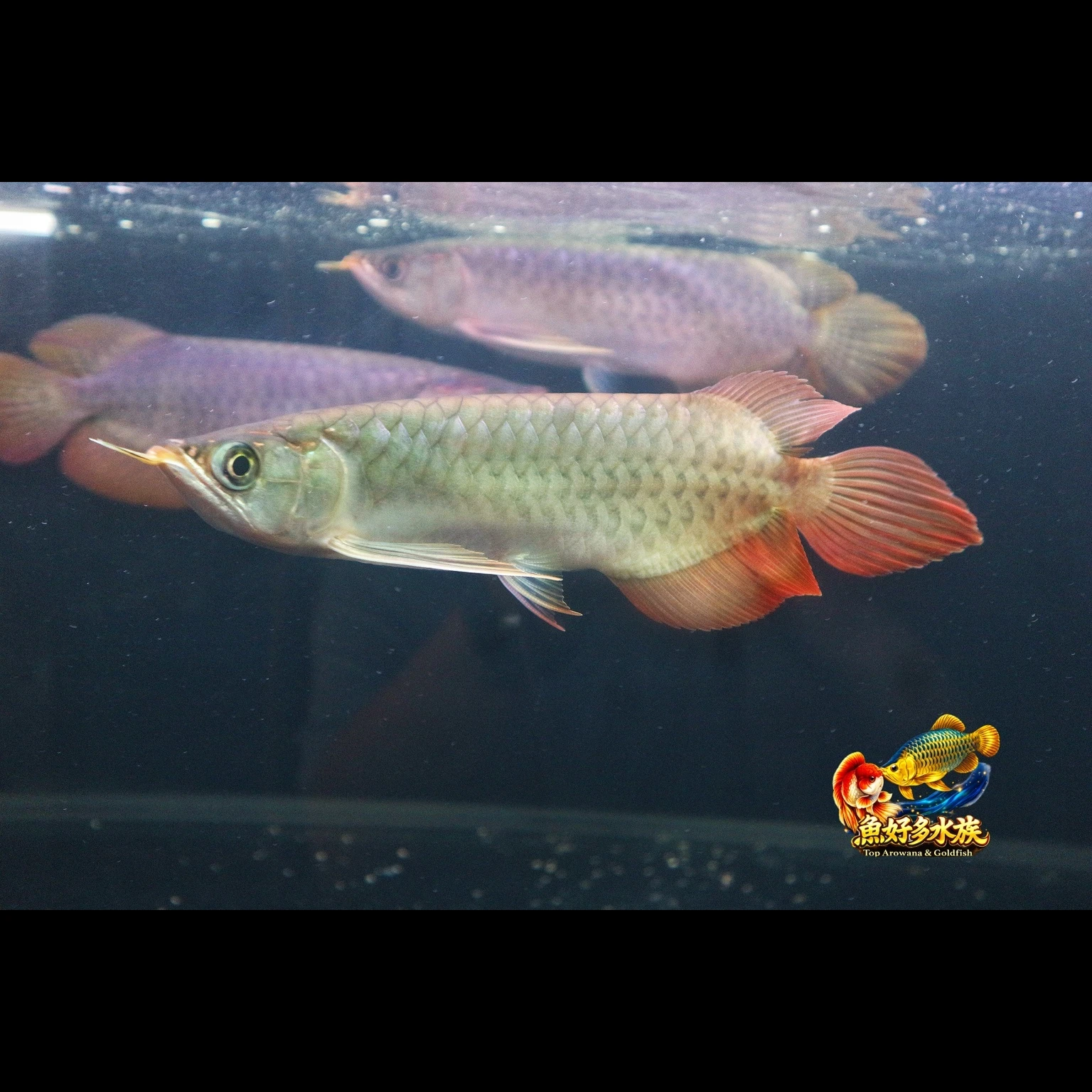 [極域・赤鱗］趕在端午節前， 一批精挑紅龍正式到貨。  20–25cm 黃金觀賞尺寸， 精選個體入庫，逐尾把關。  ✔ 火焰尾表現 ✔ 大扇尾開展 ✔ 寬體架構 ✔ 長胸鰭飄逸 ✔ 鱗底油亮乾淨 ✔ 體態前窄後寬，越看越有氣勢
