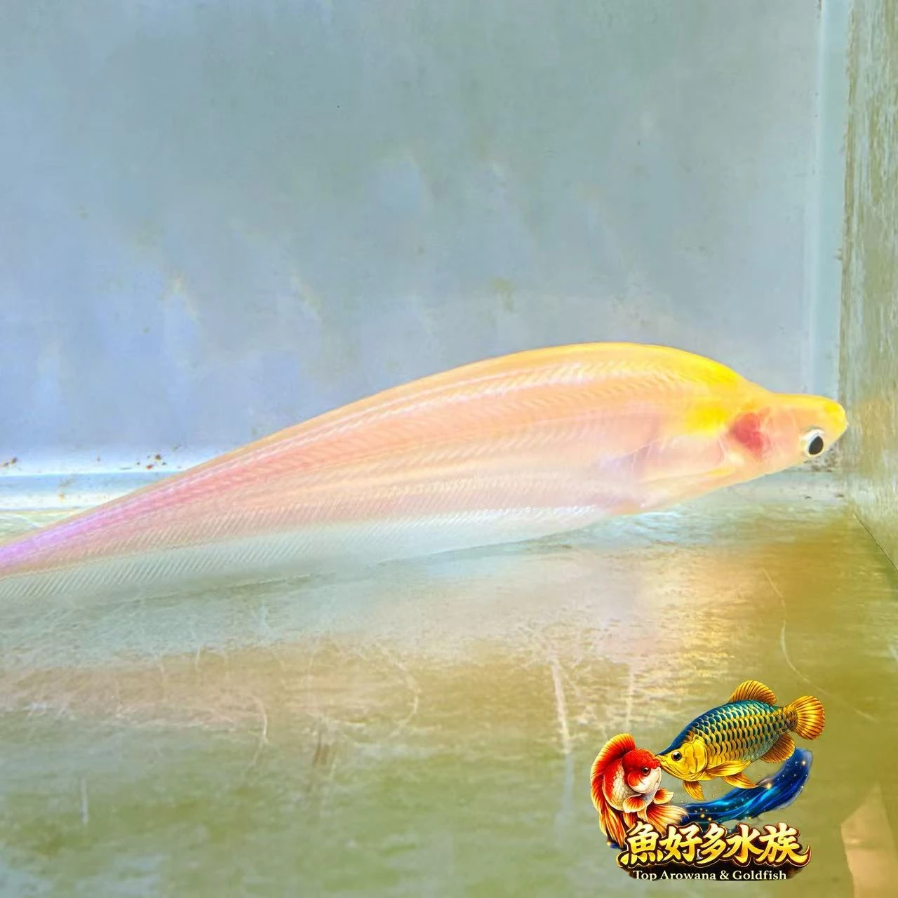精品級珍稀個體｜白子阿波光巨鯰，來自印尼原生水域 ，又名巨型香檳海象，稀有白子個體，不是熱門魚， 而是收藏魚。  最大體長可達130cm， 兼具觀賞性與震撼感的巨型魚種。  少數玩家收藏名單中的夢幻逸品。