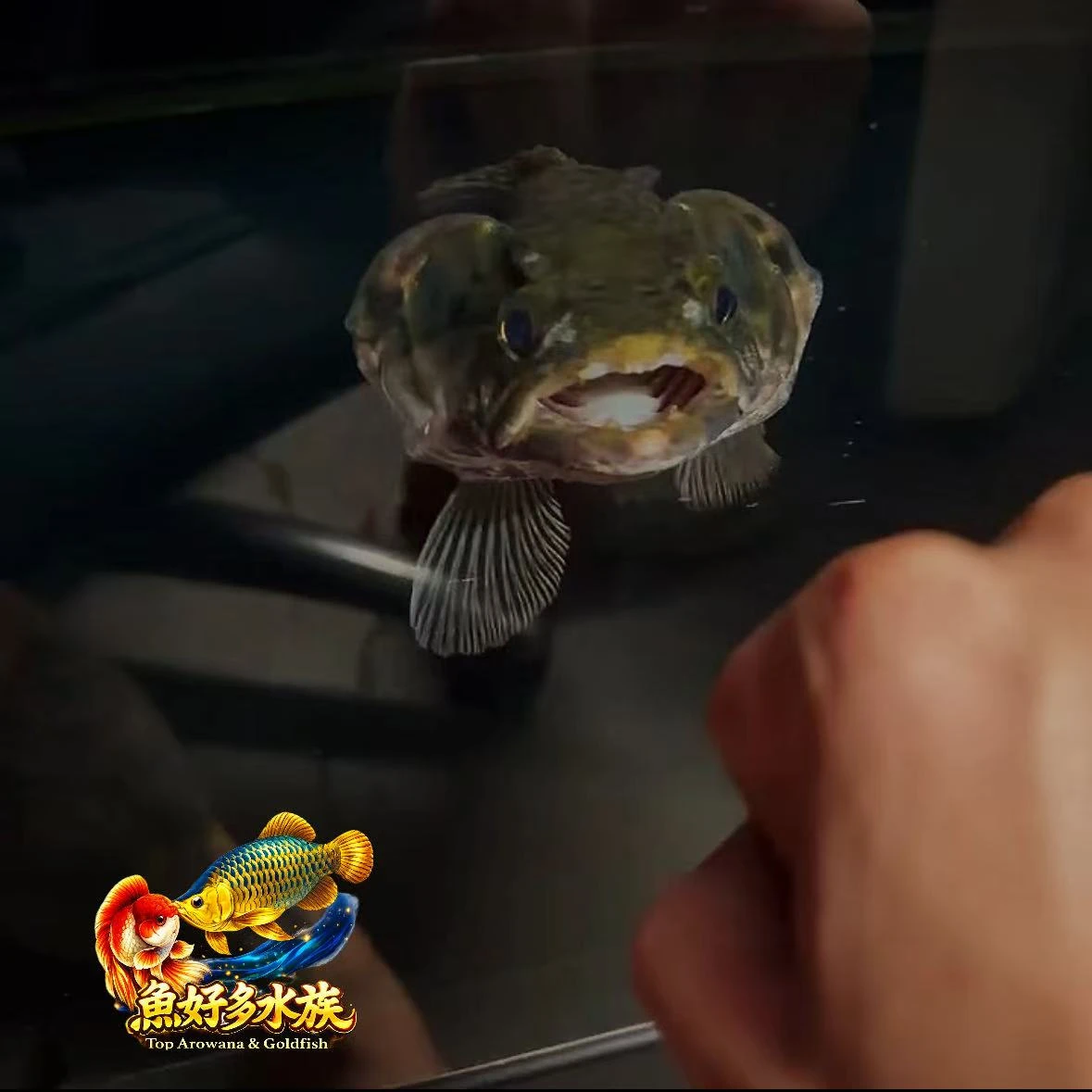 客戶飼養回傳分享，亞瑪拉牙魚狀態穩定，已開始認人互動， 靠近缸前便主動巡游。  時不時鼓鰓示威， 這也是亞瑪拉牙魚最迷人的地方， 霸氣十足，野性難掩。