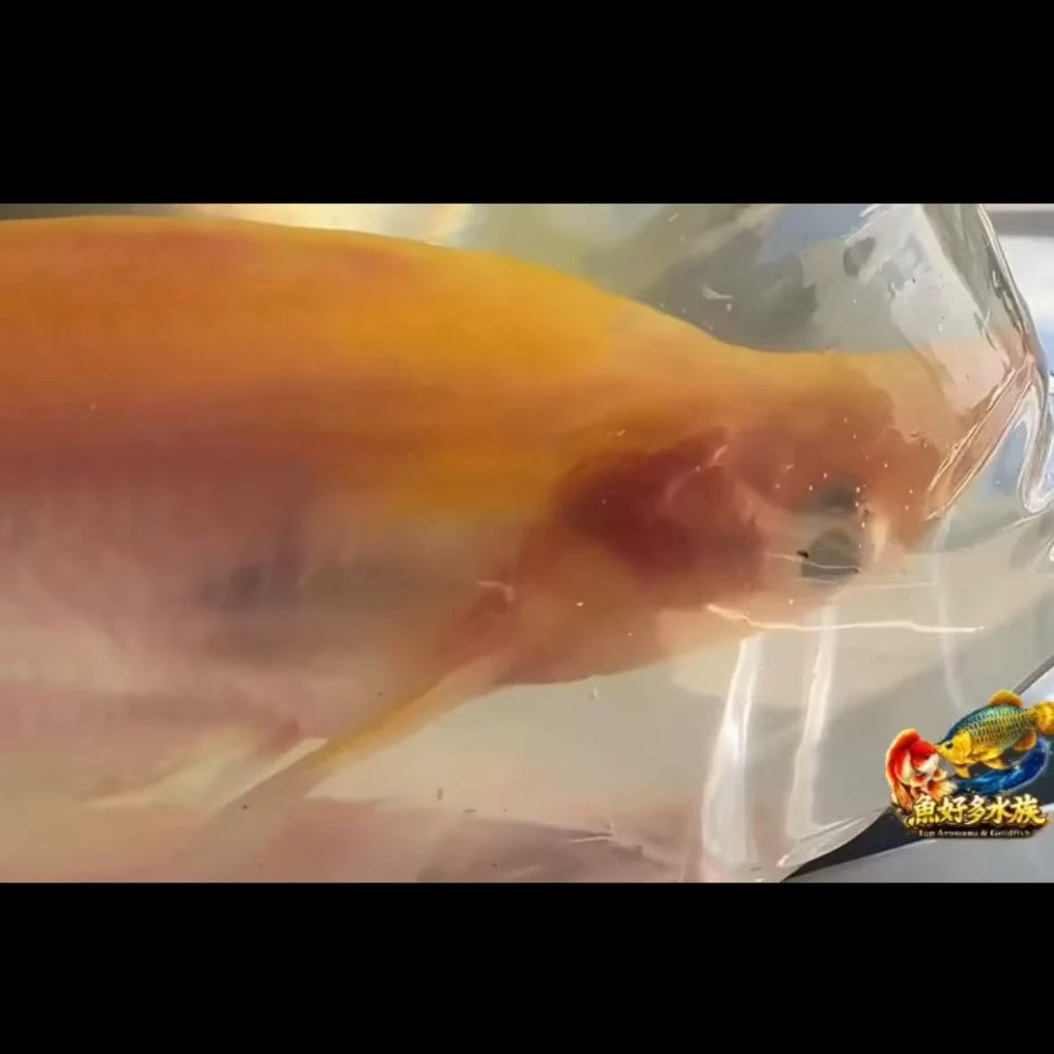 感謝桃園老闆支持，恭喜收藏 野生珍稀白子阿波光巨鯰 Phalacronotus apogon 印尼野生珍稀白子個體，收藏級夢幻逸品。  稀有，不只是數量少， 精品不在於價格，而在於下一次，未必再遇得到。