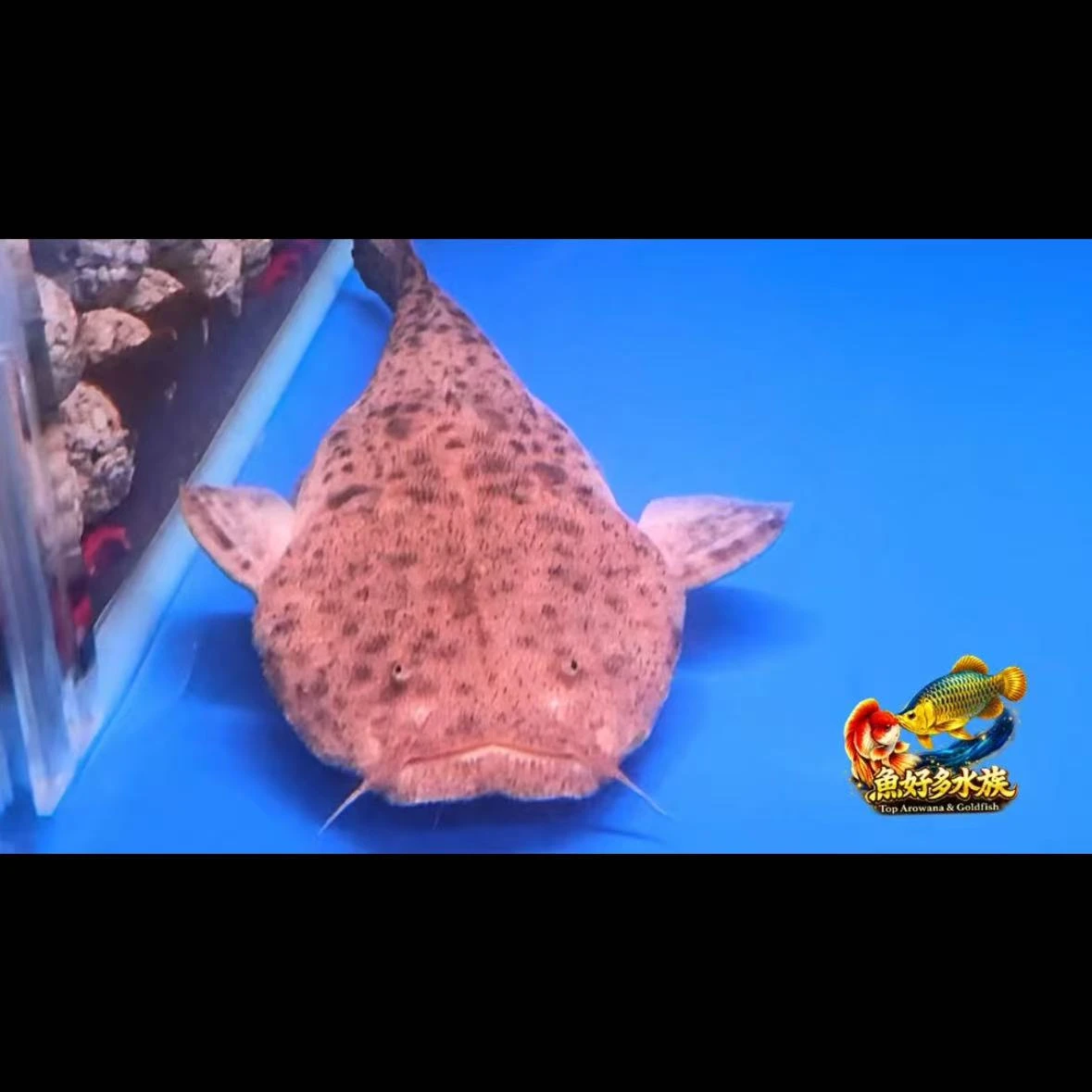 有人叫牠拖鞋魚。  但真正懂的人， 都知道牠叫巴西帝王鯨。  外型越奇特， 收藏價值越高。  怪， 正是牠最大的魅力