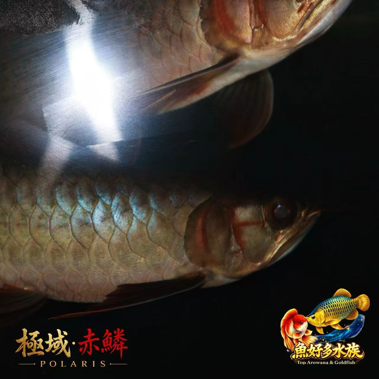 極域・赤鱗系列，久久挑一次紅龍，一出手，依然是自己喜歡的樣子。  第一階段發色表現， 非常滿意。  看來這麼多年，眼光還沒退步。