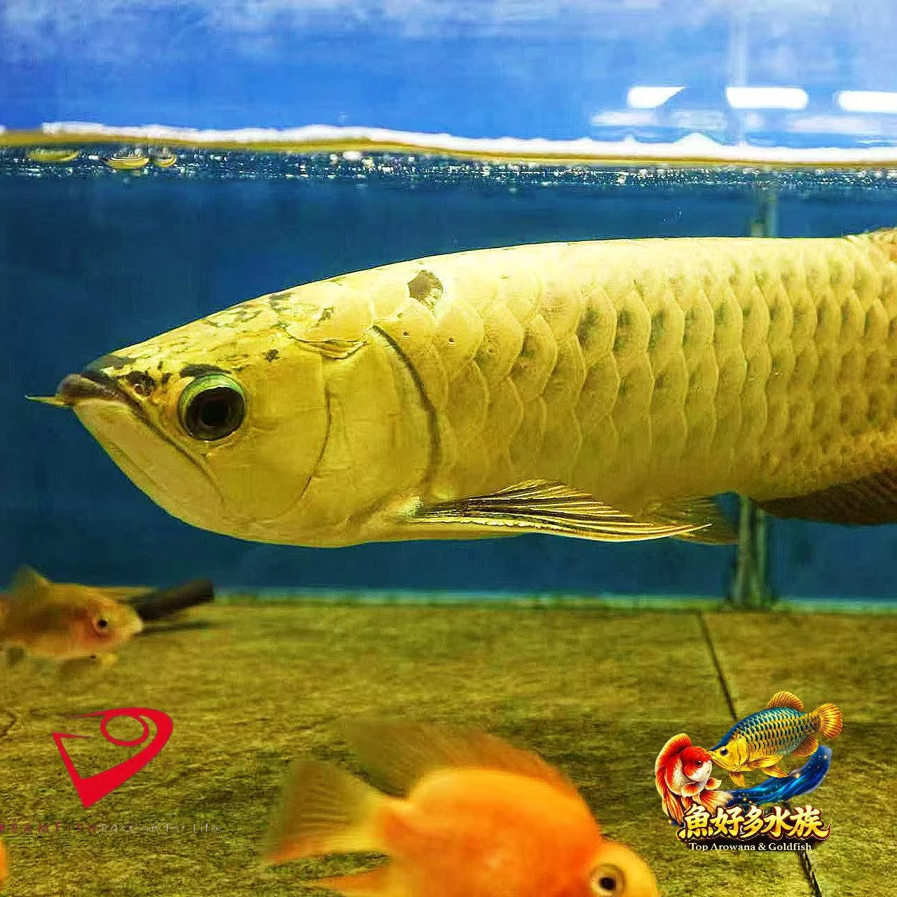 Dream Fish ｜PURE ，金頭，不只是亮。 更重要的是厚度、質感 細看金質，遠看氣場。 滿盔金甲，霸氣天成。 就是精品該有的模樣