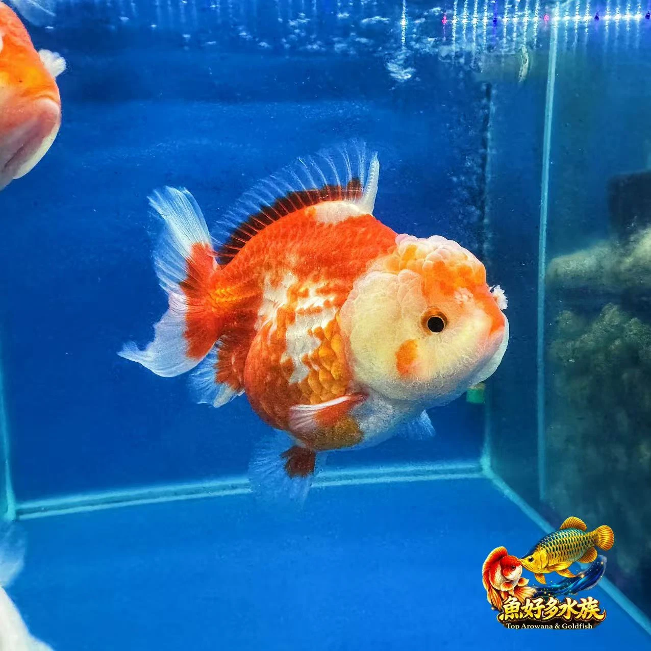 紅白元寶短尾獅，紅白配色，喜氣滿分。 圓滾滾的體態，就像元寶般飽滿。  養一尾紅白元寶， 把福氣與財氣一起養進家裡