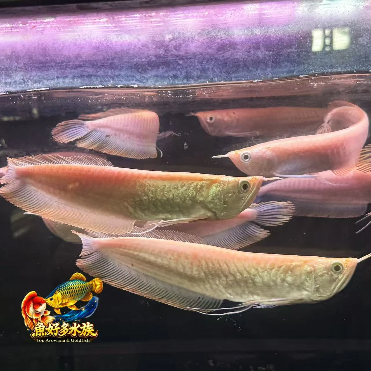 白子銀帶｜20-23cm，可能還有再更大一些，但呎吋報小不報大?，歡迎洽詢，批發零售，歡迎來店賞魚