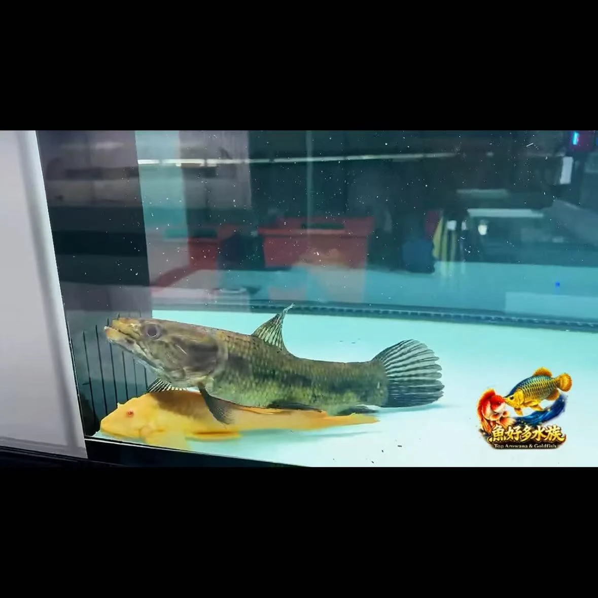 客戶飼養回傳分享，蘇利南 Aimara 亞瑪拉牙魚，慢慢發色中，來自南美洲原始河域的頂級掠食者，是大型掠食缸中極具代表性的夢幻魚種之一。
