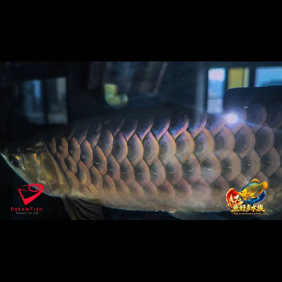 Dream Fish｜PURE  純血古典藍底  今天剛好來高雄老闆這看看， 也順便再次見到之前售出的這尾。  跟剛售出時相比， 如今的模樣真的已經有了很大的變化。  發色、體態、整體質感， 都在飼養的過程中慢慢蛻變。  老闆也說，最享受的