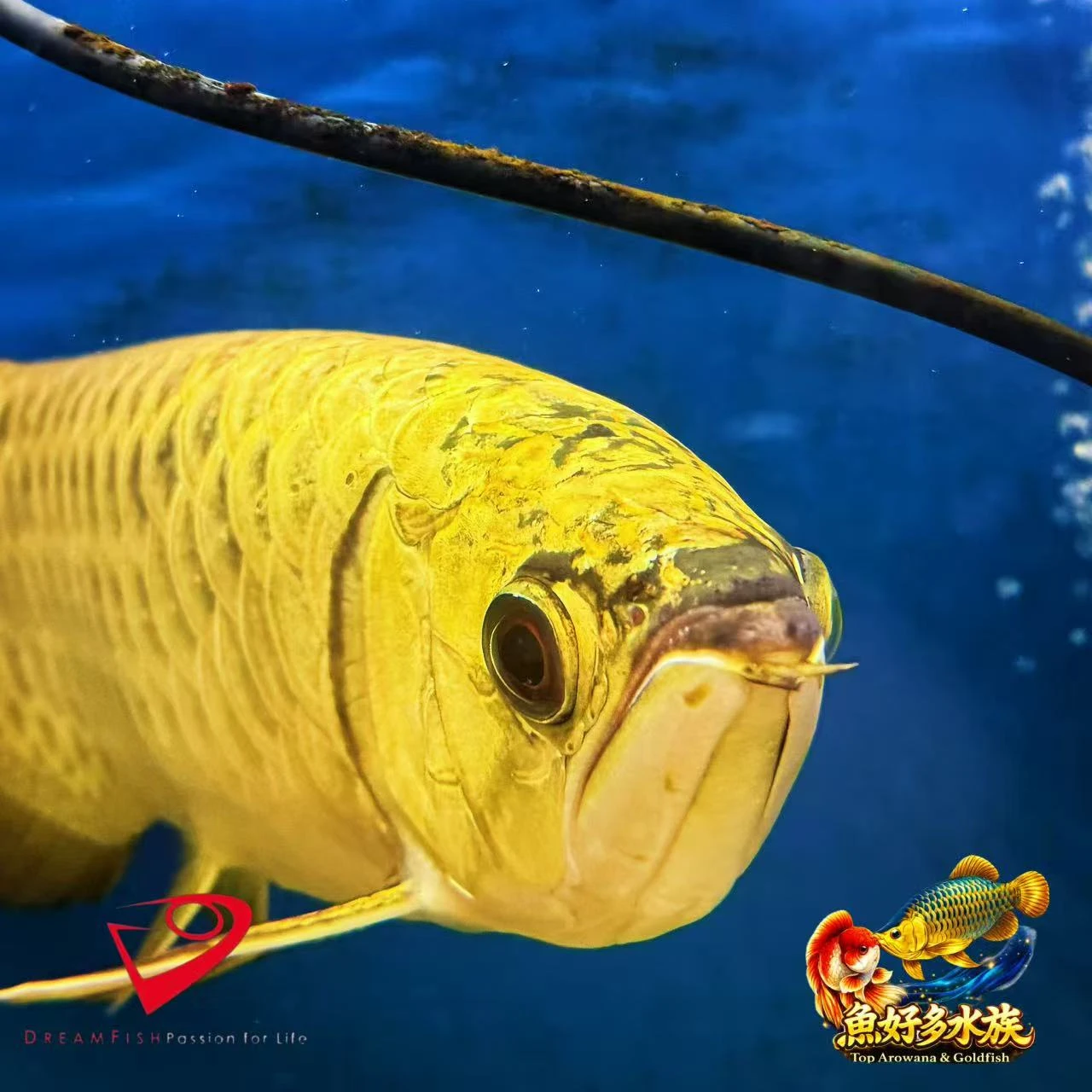 Dream Fish｜PURE  滿盔全底・大金頭過背，狀態調整到位，整體表現越來越漂亮。  金質、底色、體態一次到位， 養到現在，終於呈現出自己期待的樣子。 喜歡這種厚實金質的過背，這尾值得細看。
