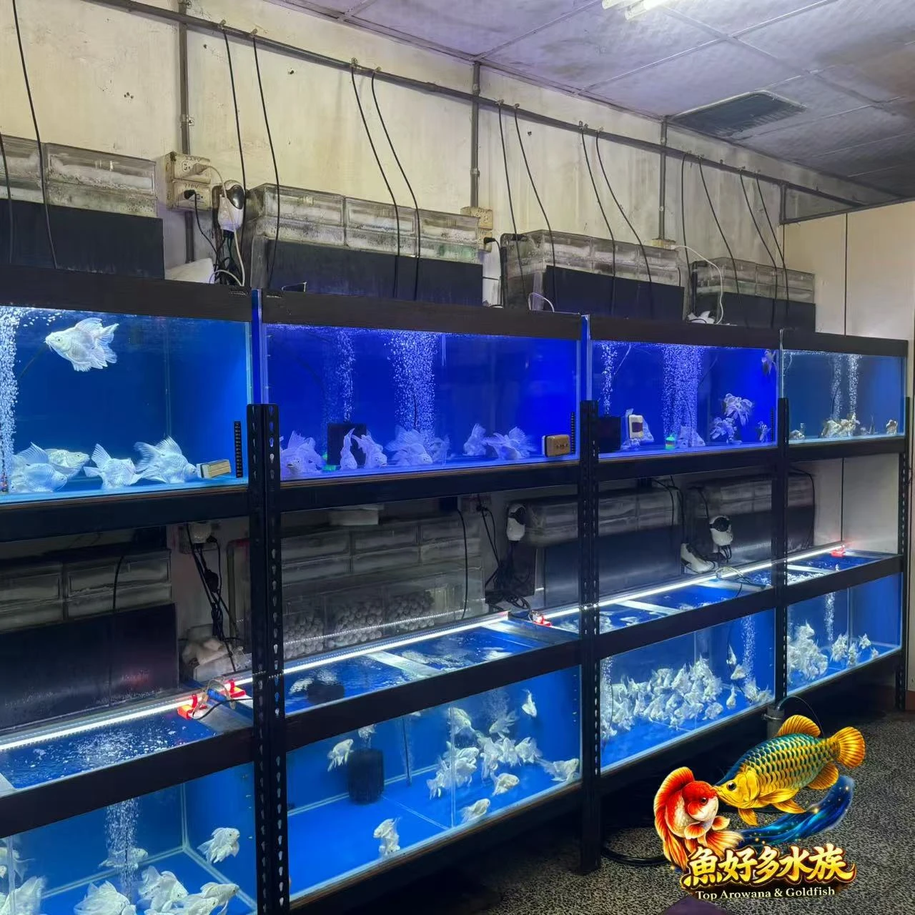 球體蝴蝶鯉・正式到貨  東南亞原裝進口  等待，是值得的。  精挑細選｜喜歡才帶回  ? 白金蝴蝶 ❤️ 赤曜蝴蝶 ? 瑪雅蝴蝶  多品系・多尺寸  球體精品蝴蝶鯉 正式登場。  ? 魚好多水族