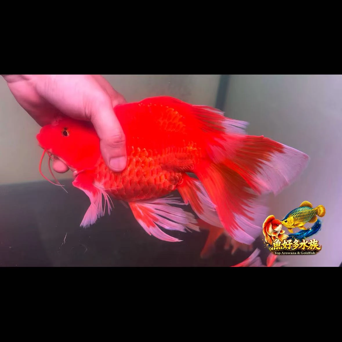 赤曜球體蝴蝶龍鯉，一身赤紅，如曜石般奪目。  球體身型 × 開展大尾 渾圓體態 × 飽滿比例  魚好多水族｜精挑精品蝴蝶龍鯉 歡迎來店賞魚／同業批發/零售皆可  ? 店內現貨 / 官網可下單 ? 私訊可協助挑選