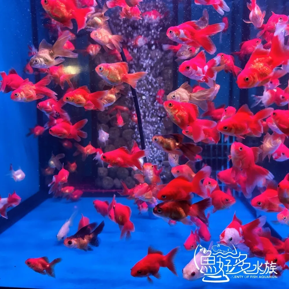 紅白小獅頭